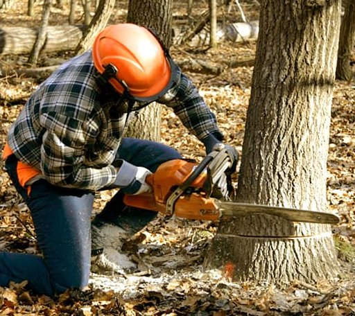 Tree Removal in Tishomingo, MS